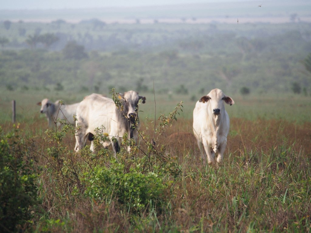Las principales fuentes de prote&iacute;na son la carne, el pollo y el huevo - AFP