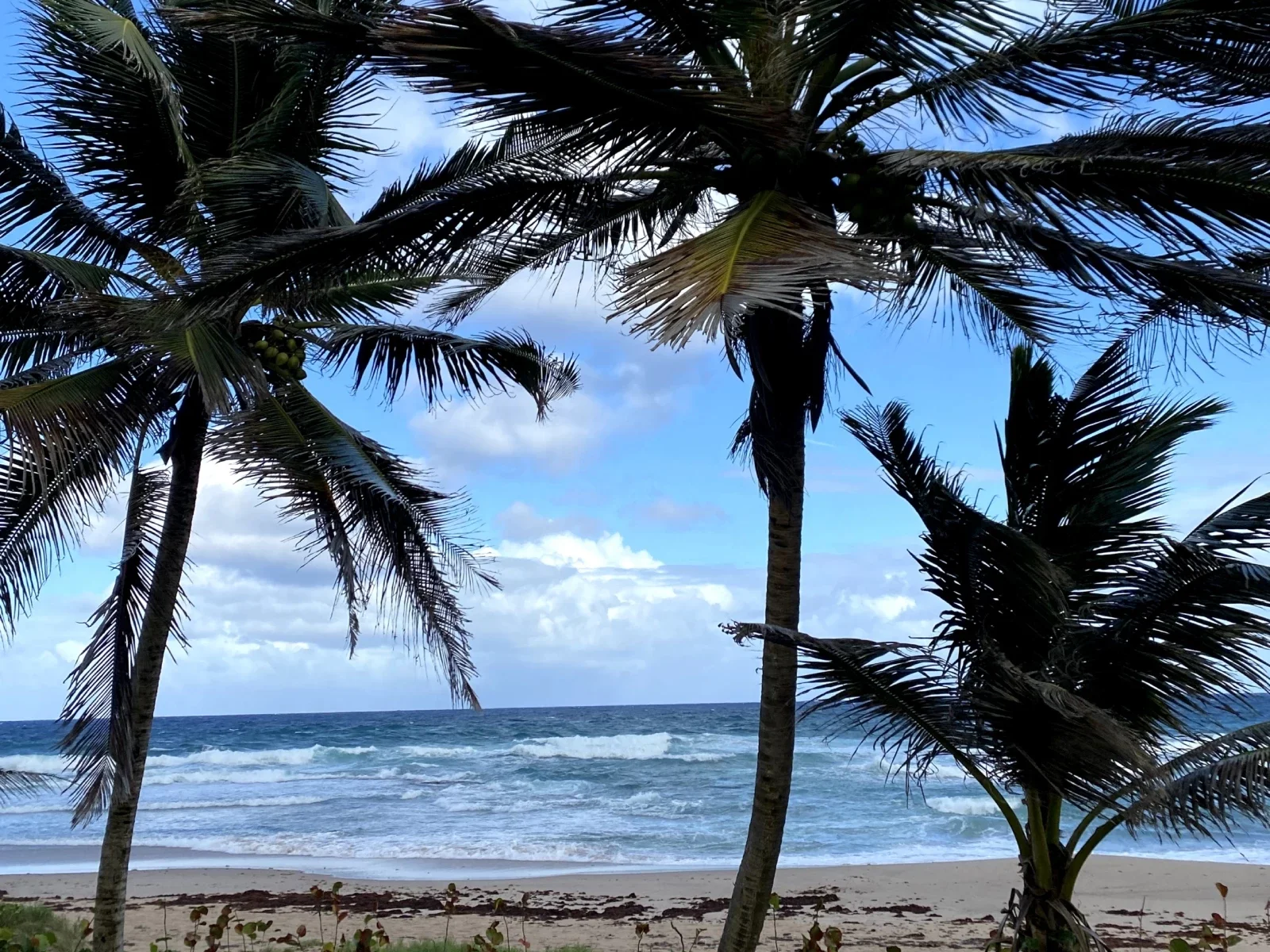 Mar Caribe, hizo parte del circuitos de las carreras 5k, 10k, media maratón y maratón