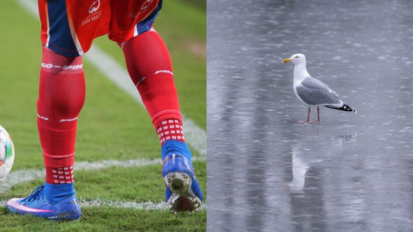 Jugador le salva la vida a una gaviota tras ser golpeada con el balón Jugador le salva la vida a una gaviota tras ser golpeada con el balón